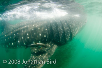 Whale Shark [Rhincodon typus]