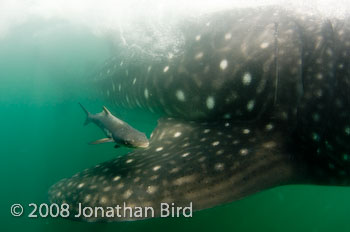 Whale Shark [Rhincodon typus]