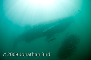 Whale Shark [Rhincodon typus]