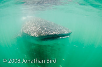 Whale Shark [Rhincodon typus]