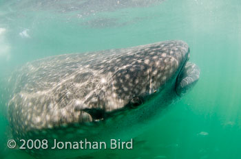 Whale Shark [Rhincodon typus]