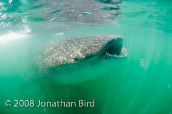 Whale Shark [Rhincodon typus]