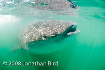 Whale Shark [Rhincodon typus]