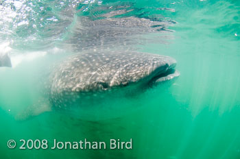 Whale Shark [Rhincodon typus]