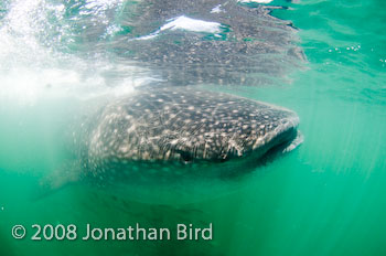 Whale Shark [Rhincodon typus]