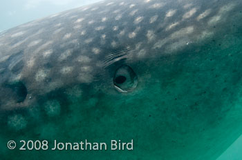 Whale Shark [Rhincodon typus]