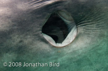 Whale Shark [Rhincodon typus]