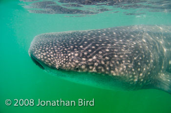 Whale Shark [Rhincodon typus]