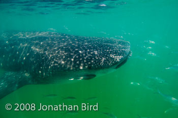 Whale Shark [Rhincodon typus]