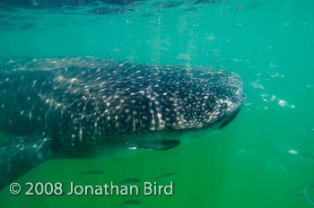 Whale Shark [Rhincodon typus]