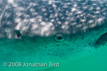 Whale Shark [Rhincodon typus]