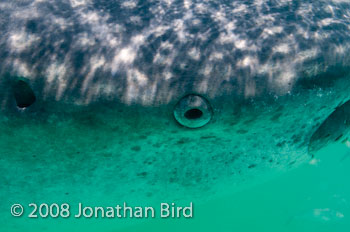 Whale Shark [Rhincodon typus]