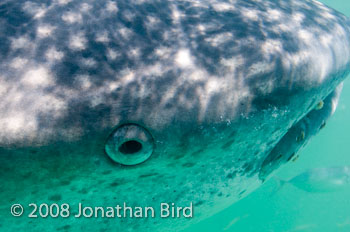 Whale Shark [Rhincodon typus]