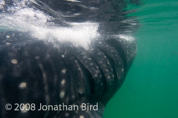 Whale Shark [Rhincodon typus]