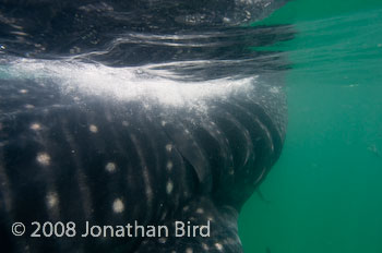 Whale Shark [Rhincodon typus]