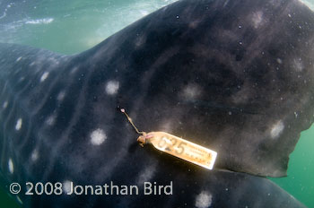 Whale Shark [Rhincodon typus]