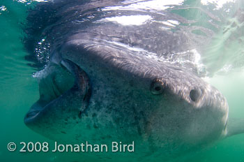 Whale Shark [Rhincodon typus]