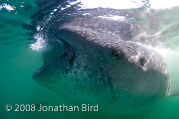 Whale Shark [Rhincodon typus]