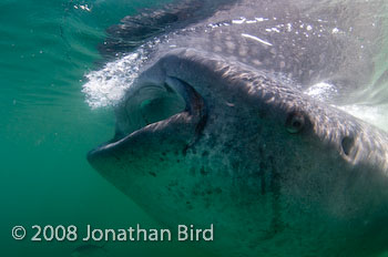 Whale Shark [Rhincodon typus]