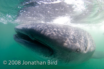 Whale Shark [Rhincodon typus]