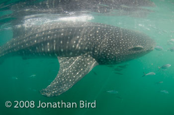 Whale Shark [Rhincodon typus]