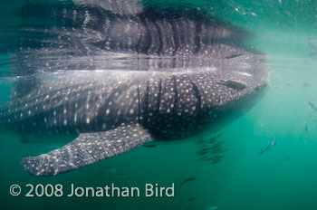 Whale Shark [Rhincodon typus]