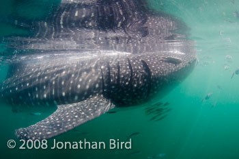 Whale Shark [Rhincodon typus]