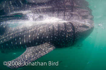 Whale Shark [Rhincodon typus]