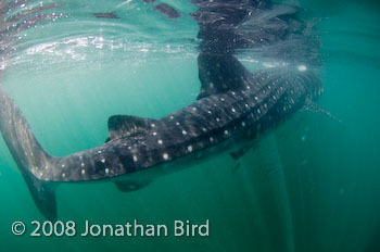 Whale Shark [Rhincodon typus]