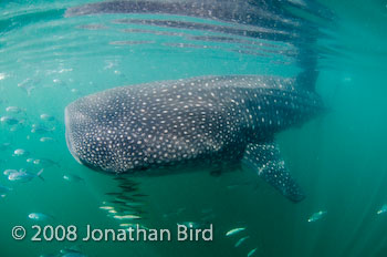 Whale Shark [Rhincodon typus]