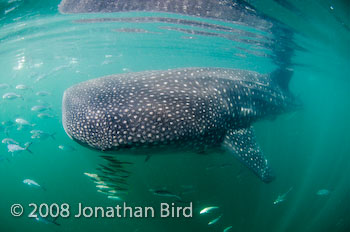 Whale Shark [Rhincodon typus]