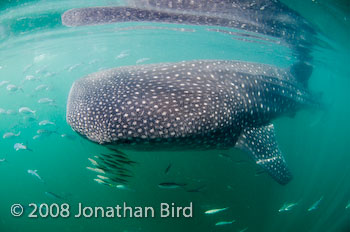 Whale Shark [Rhincodon typus]