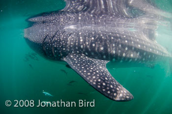 Whale Shark [Rhincodon typus]