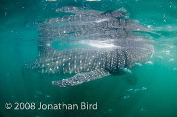 Whale Shark [Rhincodon typus]