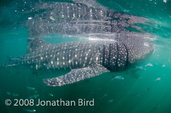 Whale Shark [Rhincodon typus]