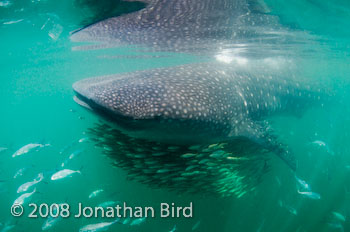 Whale Shark [Rhincodon typus]