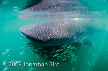 Whale Shark [Rhincodon typus]