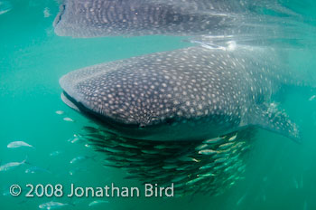 Whale Shark [Rhincodon typus]