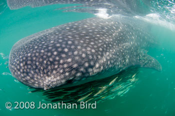 Whale Shark [Rhincodon typus]