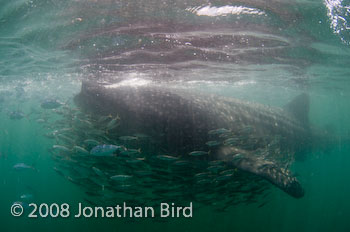 Whale Shark [Rhincodon typus]