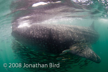Whale Shark [Rhincodon typus]