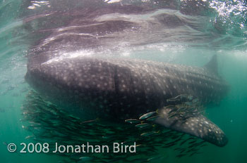 Whale Shark [Rhincodon typus]