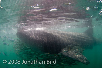 Whale Shark [Rhincodon typus]