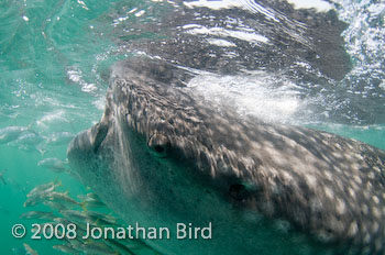 Whale Shark [Rhincodon typus]