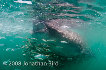 Whale Shark [Rhincodon typus]