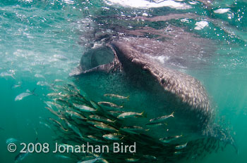 Whale Shark [Rhincodon typus]