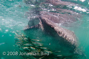 Whale Shark [Rhincodon typus]