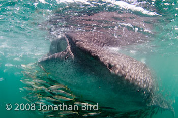 Whale Shark [Rhincodon typus]