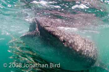 Whale Shark [Rhincodon typus]