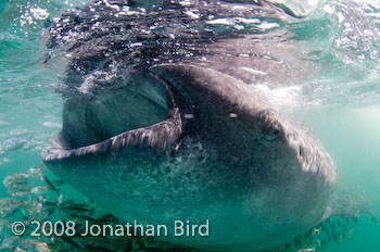 Whale Shark [Rhincodon typus]